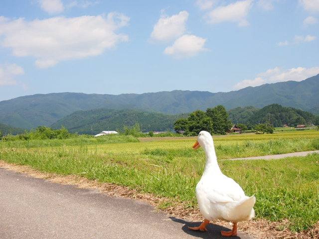 farmboy